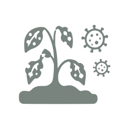 Crop disease