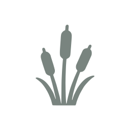 Reeds