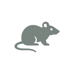 Rat icon