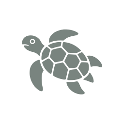 Sea turtle