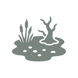 Swamp