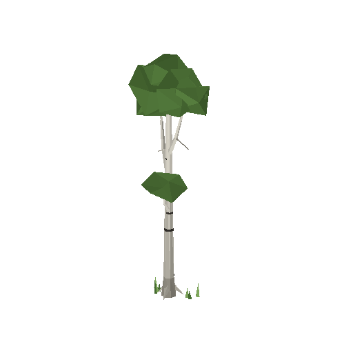 Low-poly Nature 3D model: Birch Tree