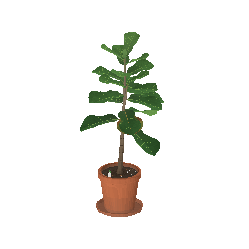 Low-poly Interiors 3D model: Plant Fiddle Fig