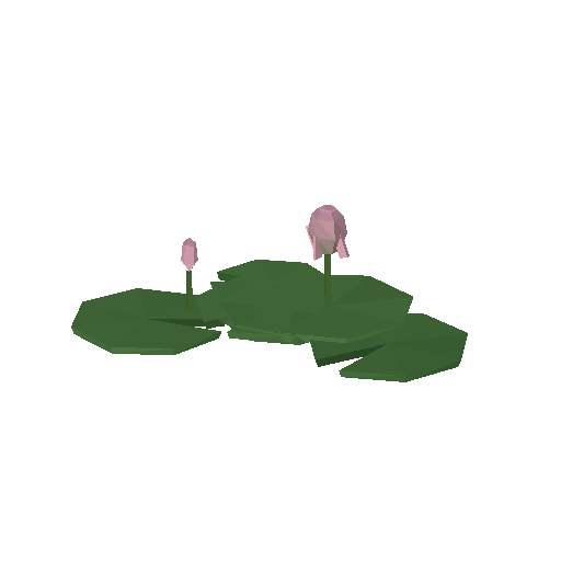Low-poly Nature 3D model: Lily Pad Cluster