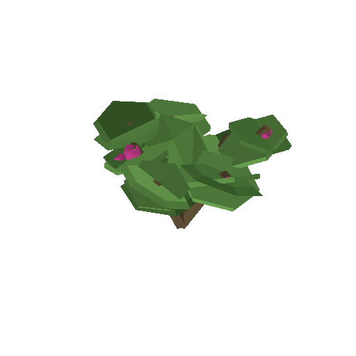 Low-poly Nature 3D model: Sea Grape Shrub